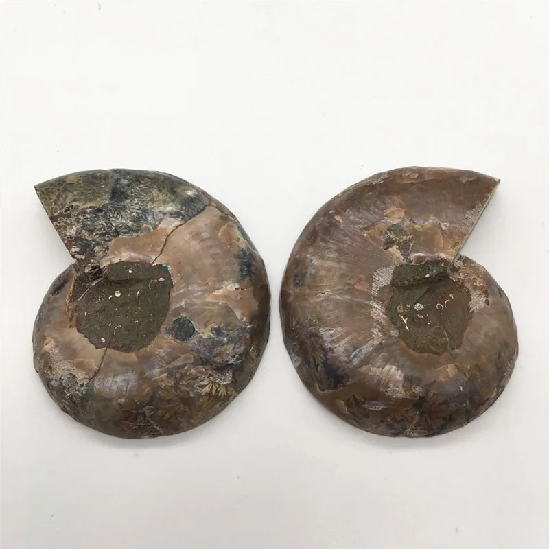 2 шт Половина вырезать аммонит оболочки пара Fossil образец из Мадагаскара модное