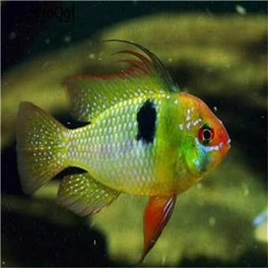 Ngryise 50 Шт Набор Aplocheilichthys Normani - Цвет: Mikrogeophagus ramir