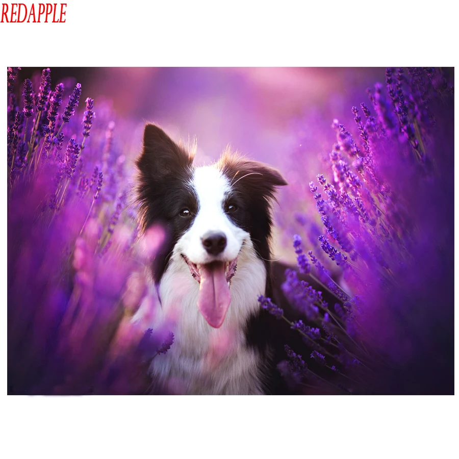 

Алмазная вышивка "сделай сам" с милой собакой-колли, 5D алмазная живопись, вышивка крестом, Узор Мозаики, квадратные круглые стразы, Декор