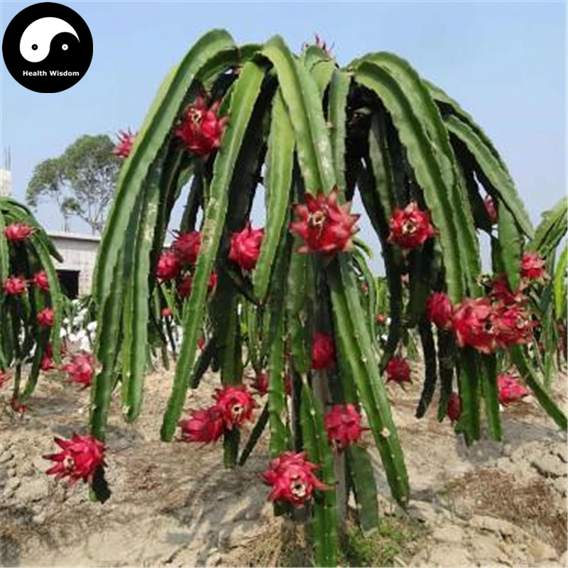 Купить семена драконов 200 шт Растения Hylocereus Undatus для белого питахайя