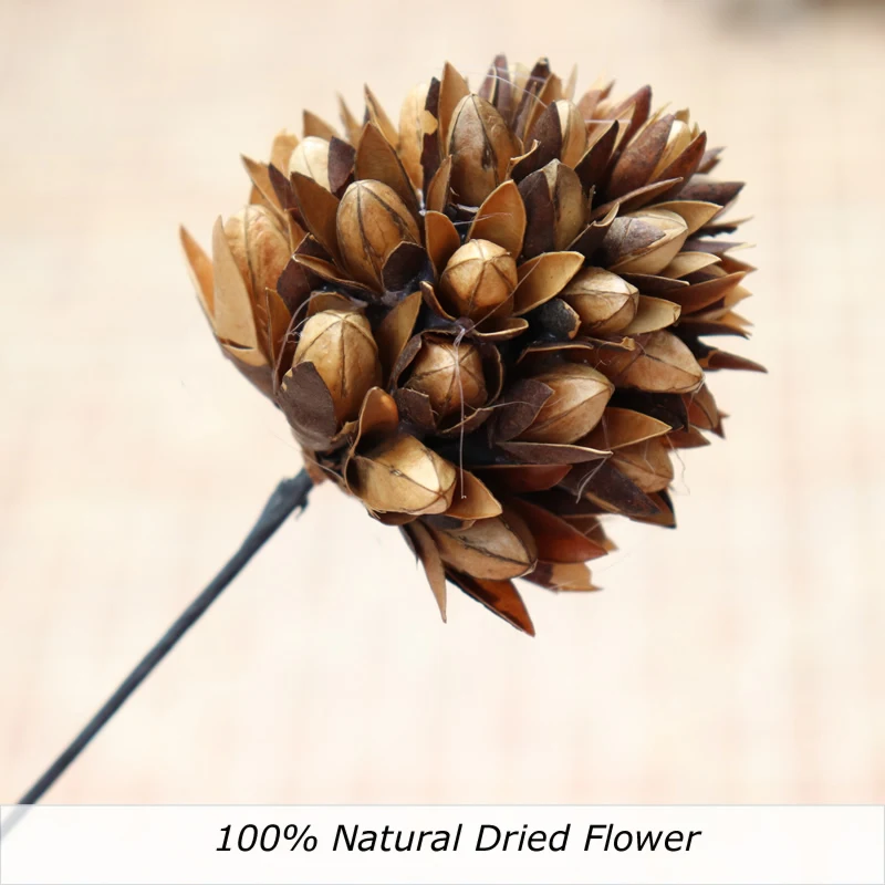 1 pc dried flower Натуральный высушенный цветок магнолии, маленький искусственный цветок, домашний обеденный декор, искусственный высушенный цветок - Цвет: 1 pc dried flower