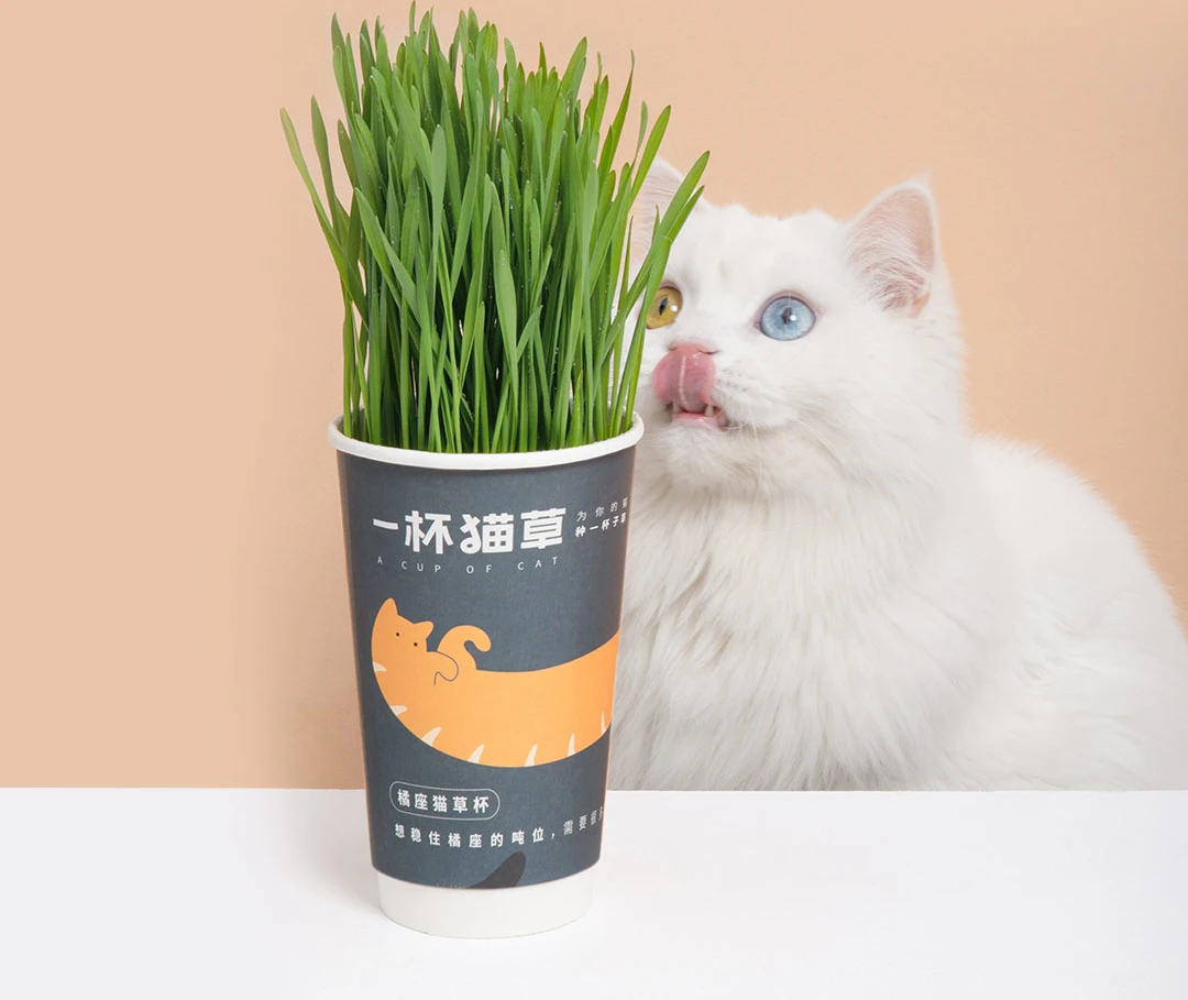 Xiaomi Mijia Youpin хвост жизнь чашка кошачьей травы волос кошка легко посадки Высокая скорость прорастания и Вкусное питание