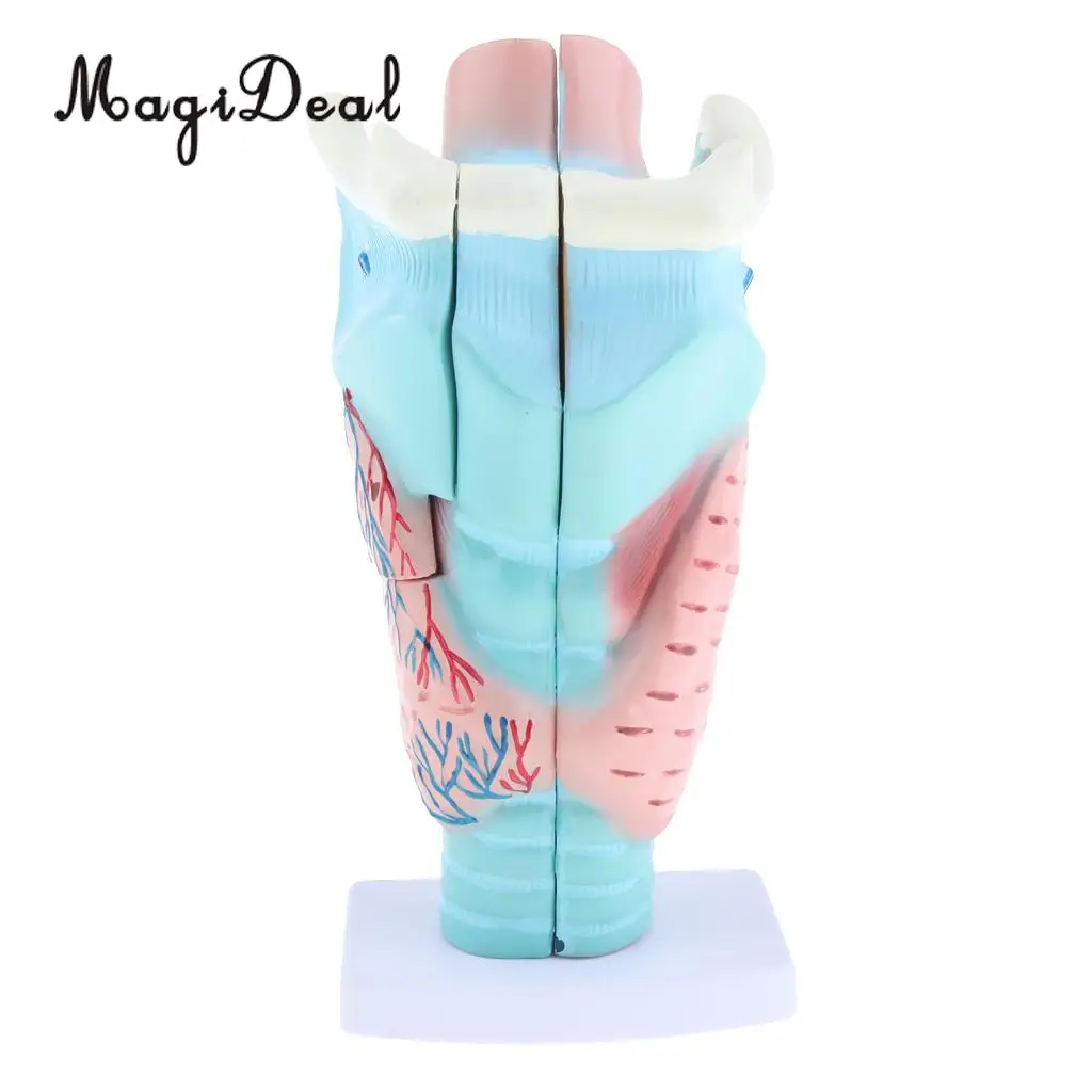 3x Magnified Human Larynx Anatomical Model Medical Anatomy Throat Lab Display 3 Parts Detachable | Дом и сад