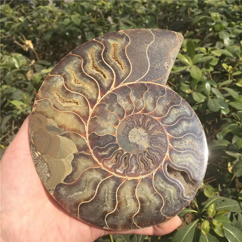 Натуральный Сплит Аммонит окаменелость образец Ammolite океан животных формы в виде морских животных Мадагаскар образец минерал