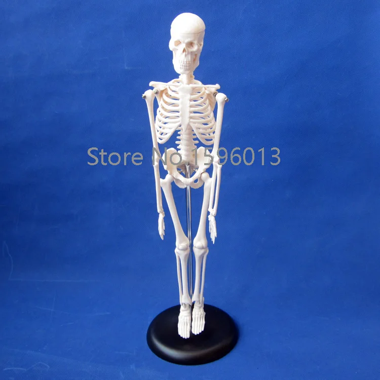 Горячая Распродажа модель Φ 45 см человеческого скелета|mini diecast models|mini fashionmini p |