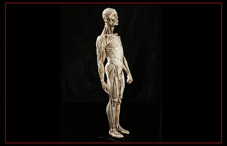 Резиновый мышечный человеческий череп для изучения анатомии модель