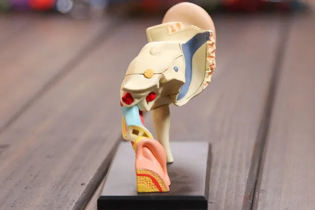 4D модель уха анатомическая Сборная анатомии человека размерная модель|human