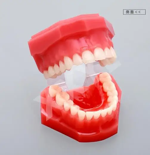 

Patient communication model Dental Teaching Dental Materials free shipping