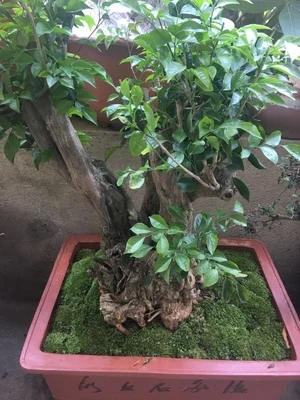 Искусственный зеленый травяной мох растительный орнамент миниатюрные