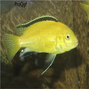Ngryise 50 Шт Набор Aplocheilichthys Normani - Цвет: labidochromis caerul