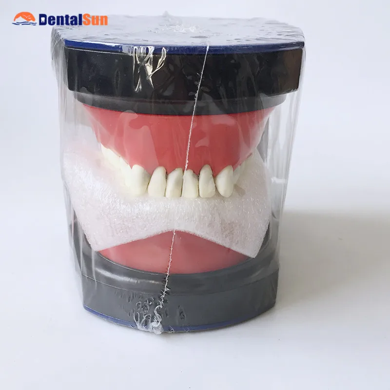 

Dental Typodont Teeth Model/Orthodontic SteelTeeth Model M8017