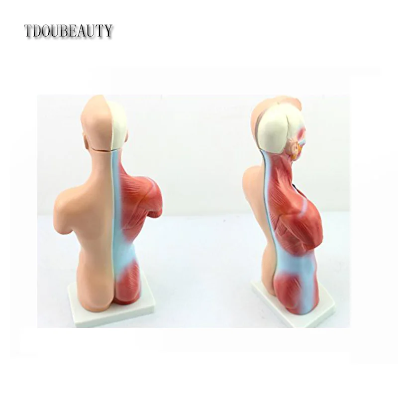 TDOUBEAUTY 2021 15 частей для начальной и средней школы образовательная модель органа