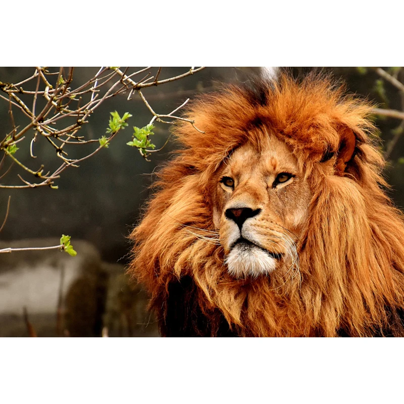 Алмазная картина полная дрель Лев вышивка бисером животное крестиком в