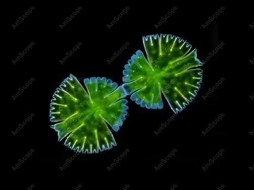 Флуоресцентный тринокулярный микроскоп EPI принадлежности для амскопа 40X 1600X