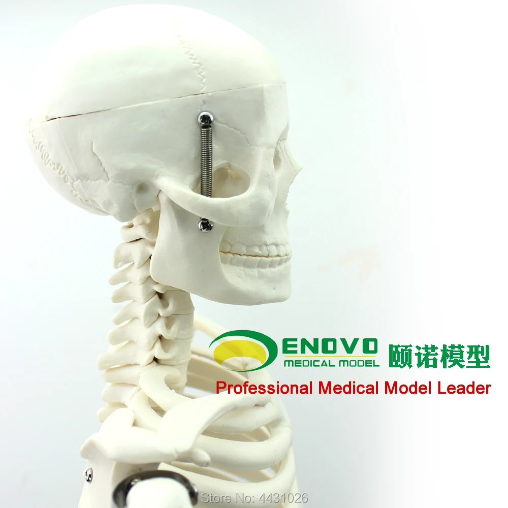 Эново Медицинский стандарт для изобразительного искусства и медицины 85 см