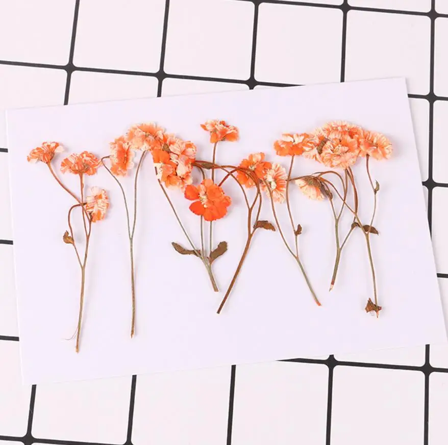 

120pcs Pressed Dried Daisy with Leaves Stem Filler For Epoxy Resin Jewelry Making Postcard Frame Phone Case Craft DIY