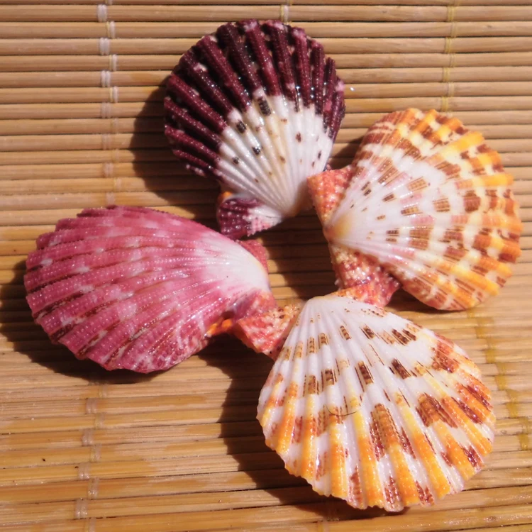 Естественные ракушки Масляная Живопись Море раковины Любители подарок пляжное