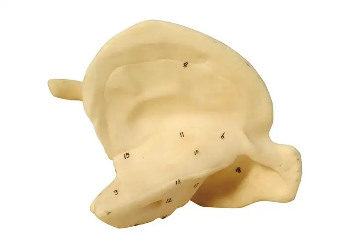 

Temporal bone enlarge model Human skeletal anatomy model free shipping