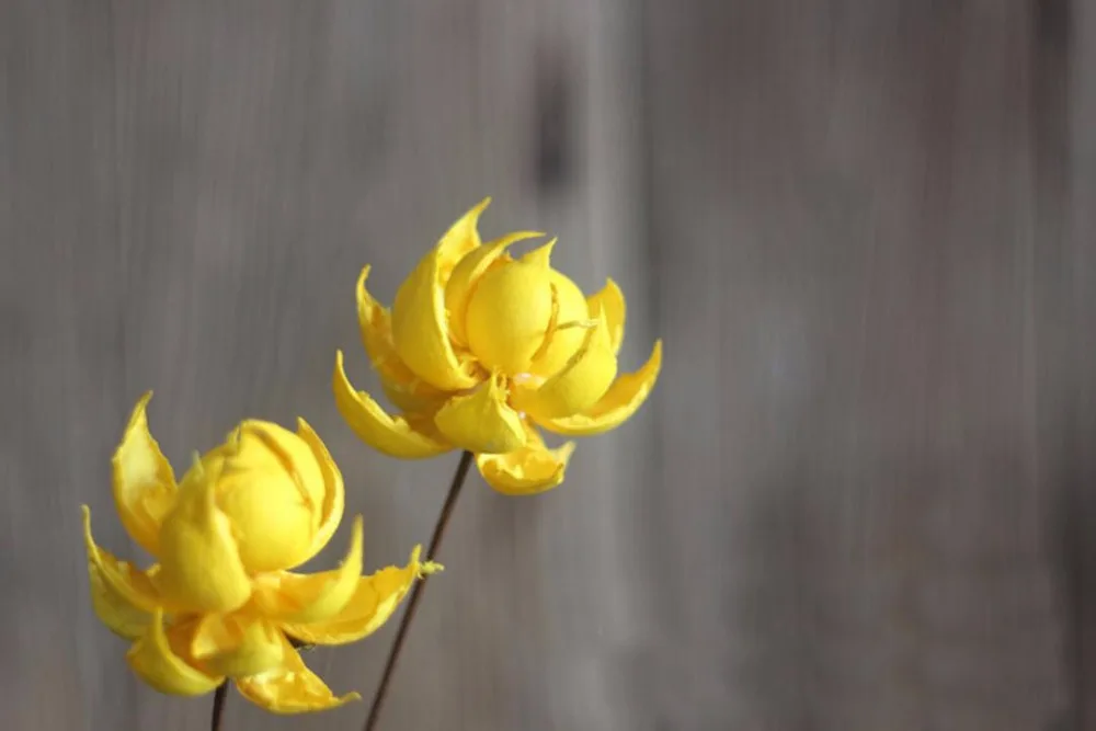 5 шт. белый/желтый Лотос водяная Лилия сушеный цветок для свадебной вечеринки