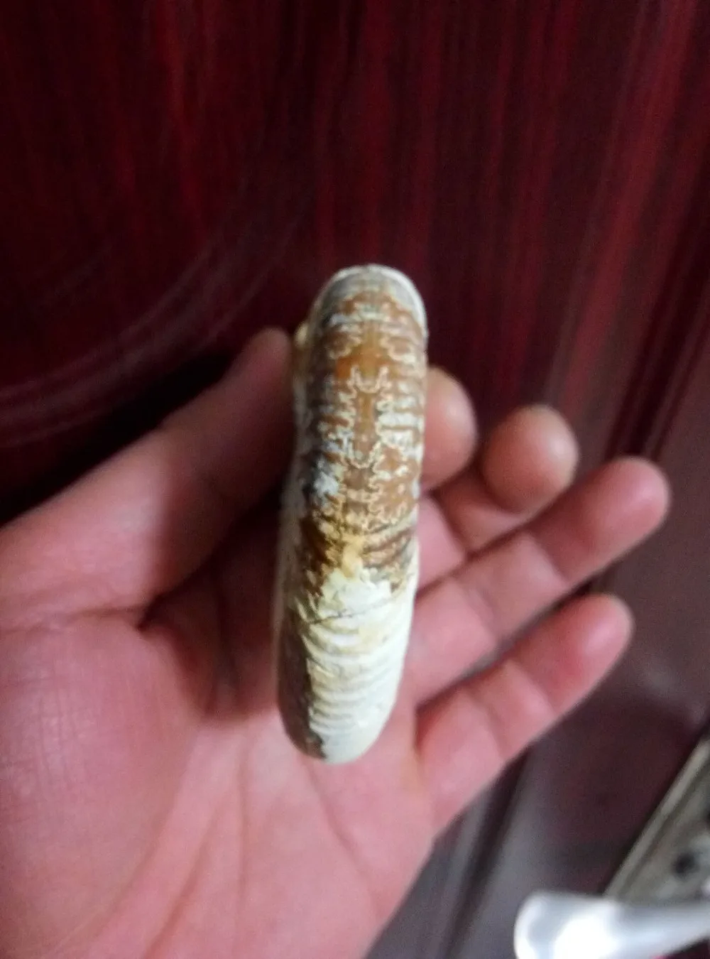 139 г редкий белый полированный ребристый цельный аммонит Nautilus Fossil Shell