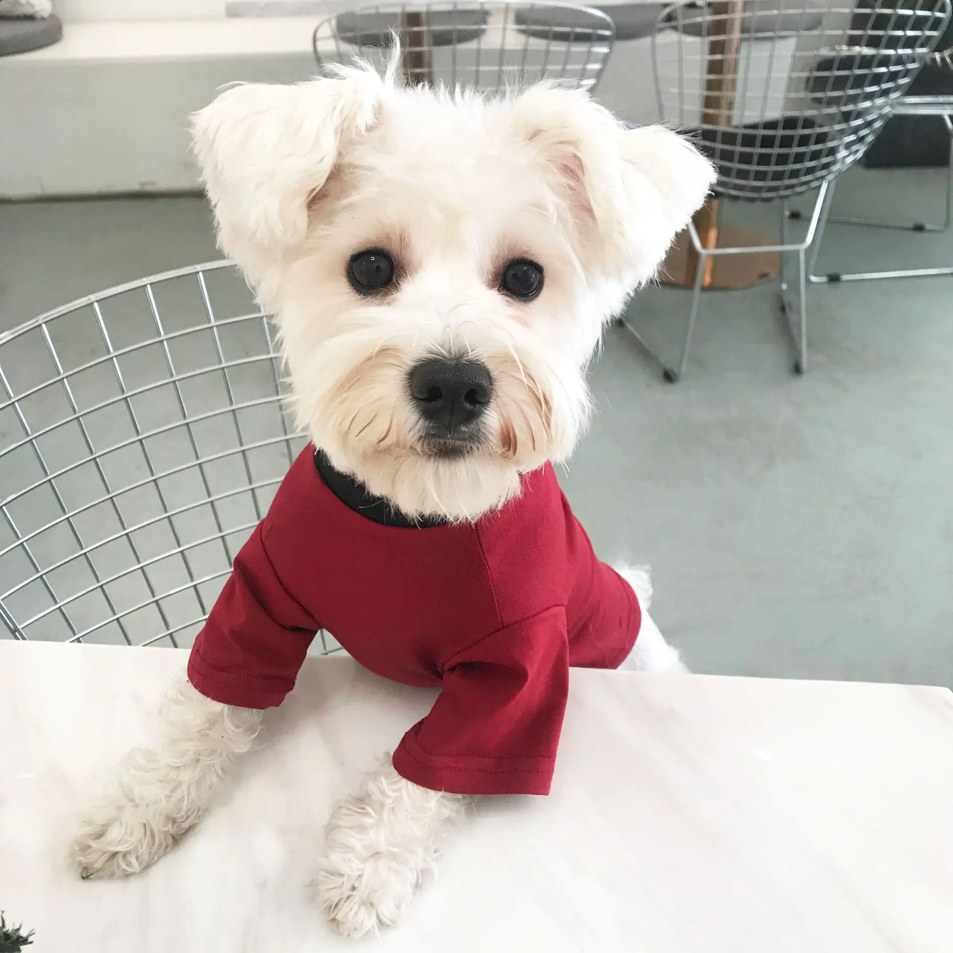 Хлопковая футболка с изображением французского бульдога летняя одежда для