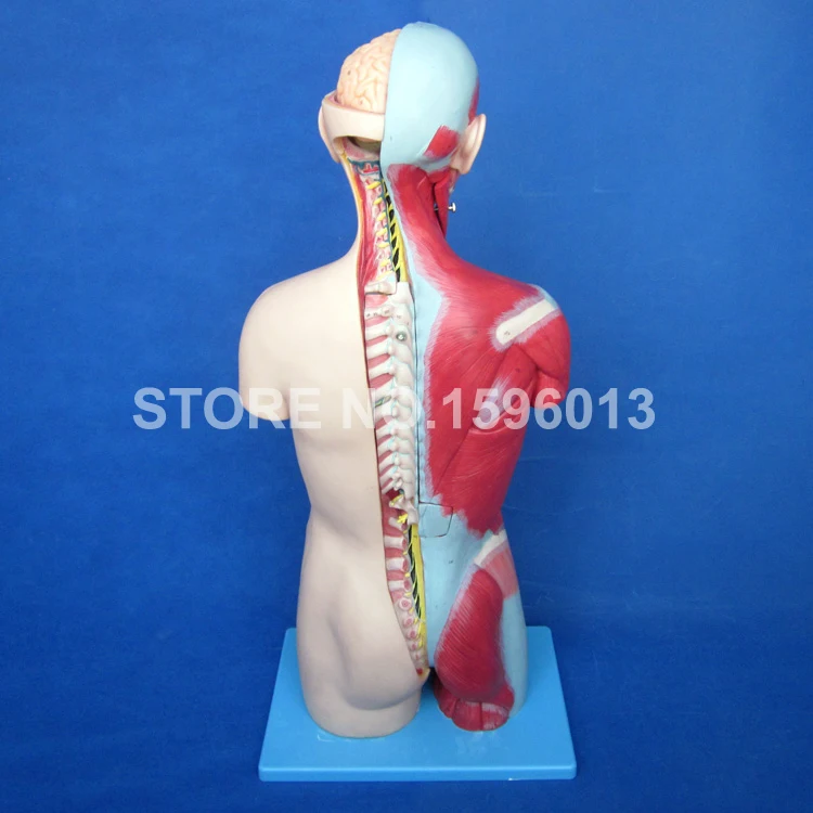 Dual Sex Torso Model with Open Back and Internal Organs 32 Parts Human model 333 Marks | Канцтовары для офиса и дома