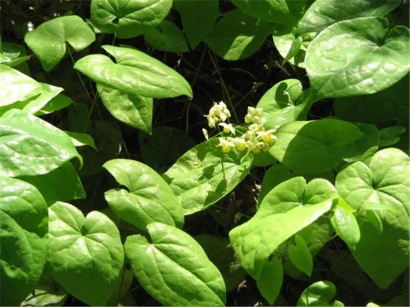 Чистый Epimedium роговой экстракт козьей травы порошок, 20% Икариин мужской эрекции мощный, более сексуальное здоровье
