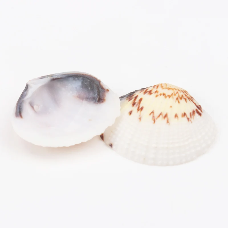 25-32 мм натуральные спиральные ракушки свободные бусины фотоальбом 10 шт. TRS0127X