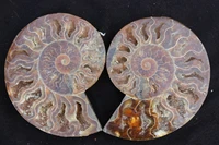 382g fossilized color snail ammonite mineral multi color fire