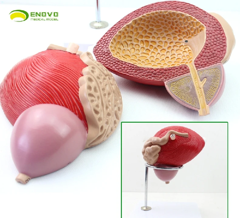 

Medical human bladder model prostate model urogenital system anatomy