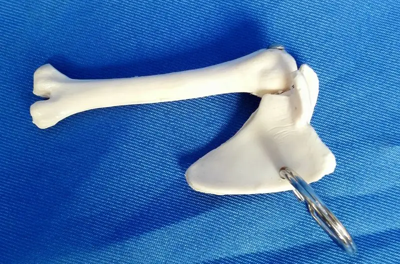 Женская анатомическая мини-скульптура для тела | Канцтовары офиса и дома