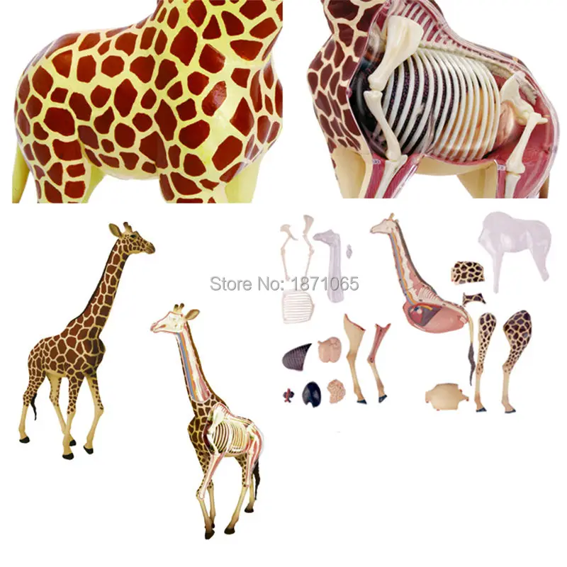 Животные видение Анатомия динозавр Жираф запястье Дракон Тигр Слон Акула Модель