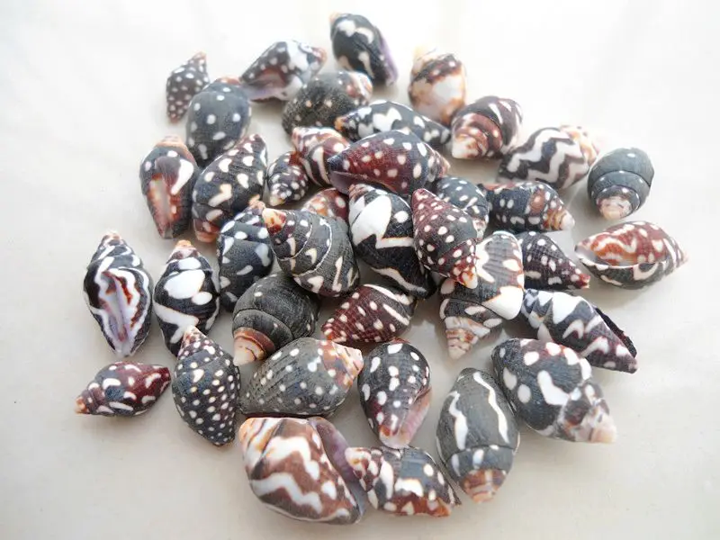 

HappyKiss 50pcs Natural quality black rice screw conch shells Shell decoration Furnishing articles wedding aquarium D bottles 7