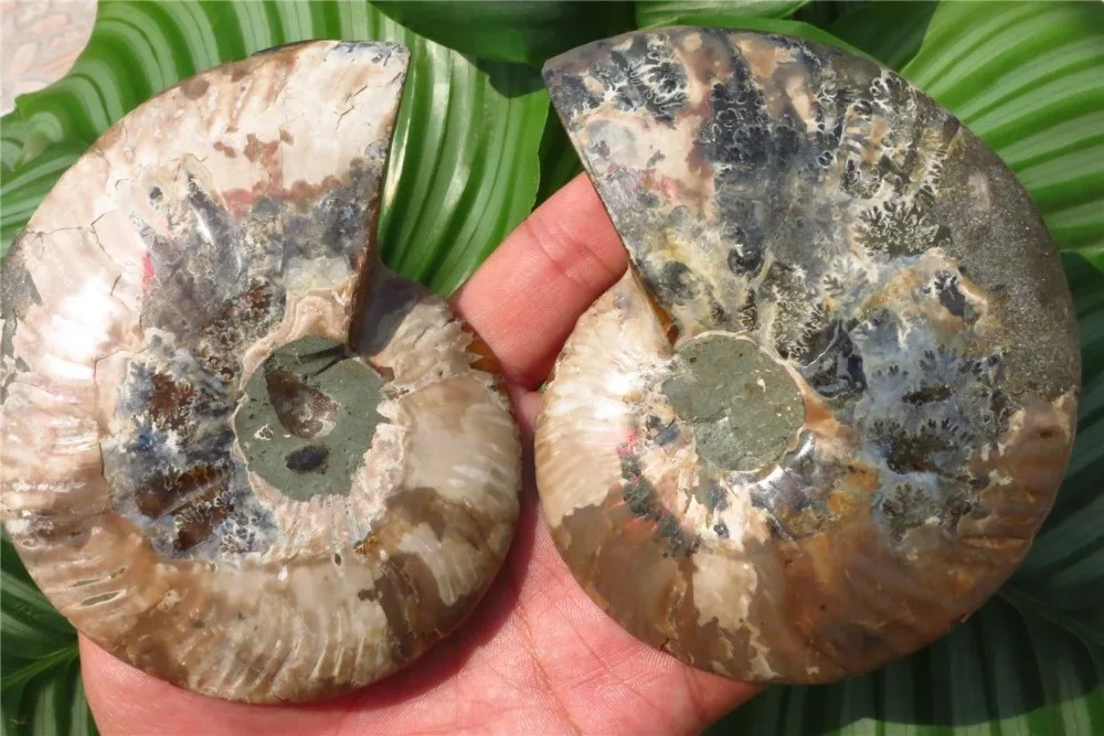 347g 3.54&quot Half Cut Ammonite Shell Jurrassic Fossil Madagascar | Дом и сад