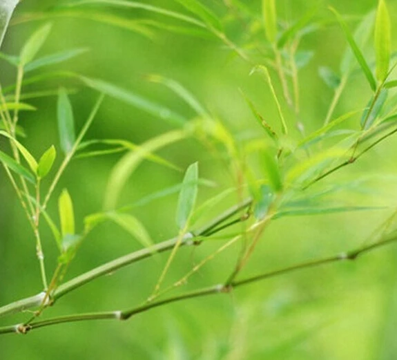 

Cotton Maternity Bra Print Wire Free Bamboo Fiber Maternity & Nursing Bras Front Closure Bra For Nursing Push Up Maternity Bra