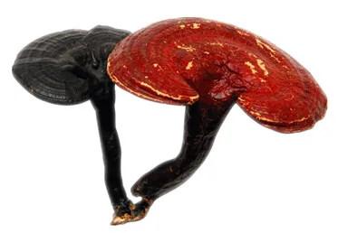 Анти-старения и улучшить иммунитет 10:1 Reishi экстракт грибов в порошке 10 г~ 1000 г