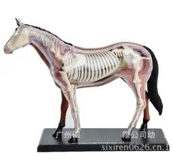 4D Master horse specimen anatomy model organ skeleton static assembly model veterinary teaching equipment