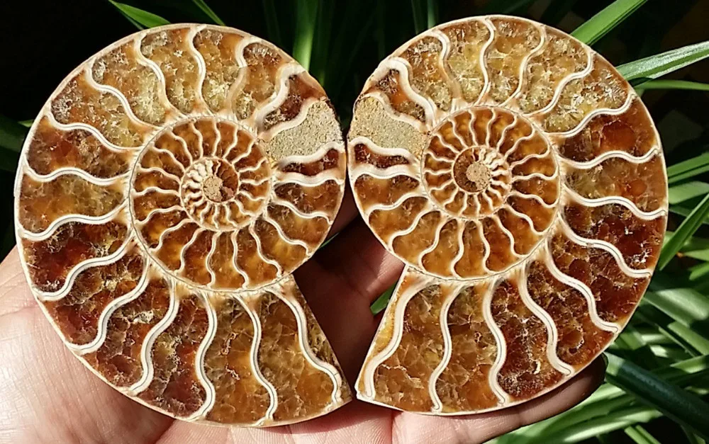 88fa 00673 1 пара полуобрезанный корпус аммония Jurrassic Fossil образец из Мадагаскара | Дом