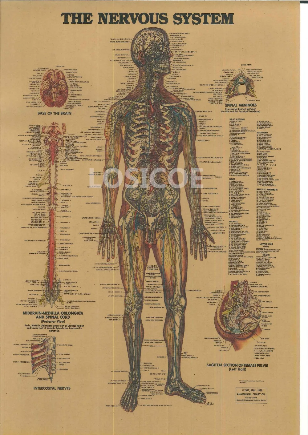 Скелетная система винтажные постеры крафт-бумага Картина Настенная Наклейка