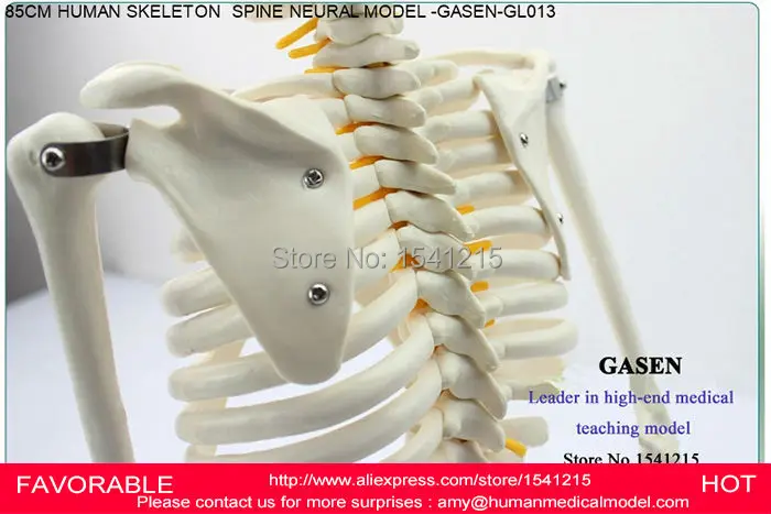 Анатомическая модель скелета анатомическая SKELETON GASEN GL013 человека|model skeleton|skeleton