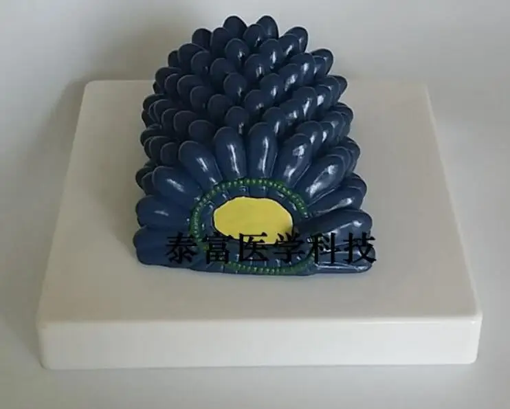 Rabies Virus Model Molecular Structure Biology Medical Teaching Science Study Supplies Free Shipping | Канцтовары для офиса и