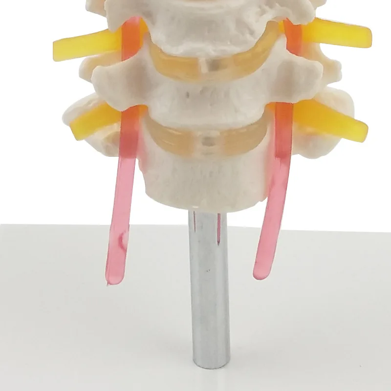 Медицинский скелет модель 7 позвоночник позвоночника ранний мозг анатомия