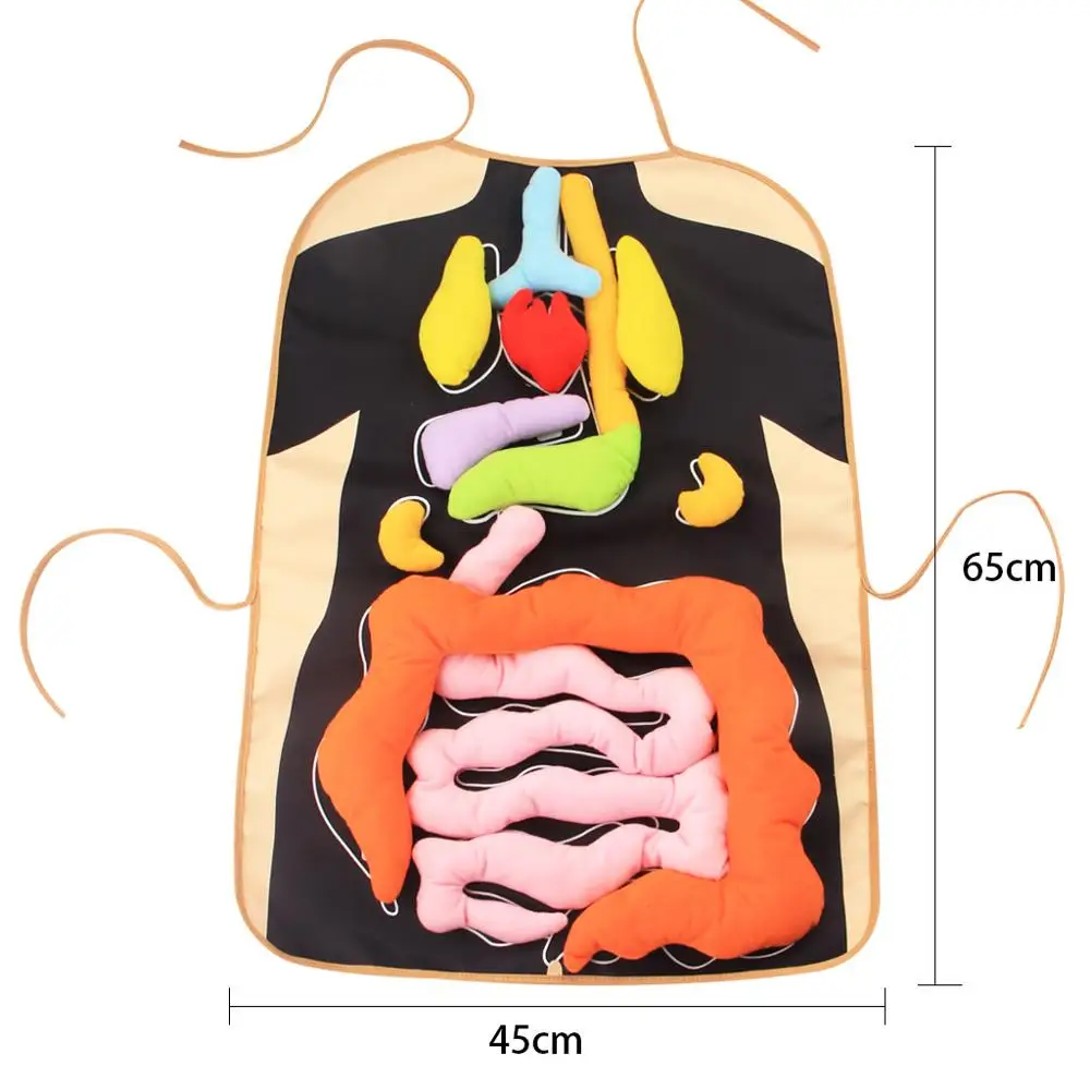 

Montessori Toys Body Organ Apron Model juguetes Montessori Materials Educational Toys For Children Biology Teaching Aids oyuncak