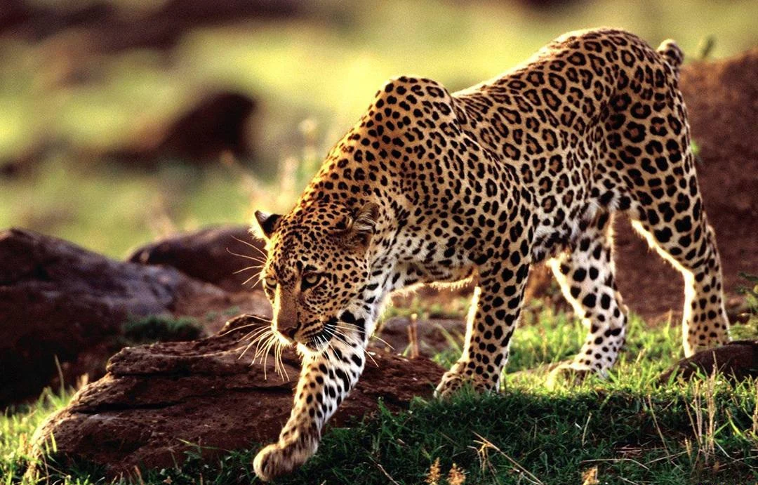 Алмазная живопись 5D сделай сам полноразмерная/круглая мозаика с леопардовым