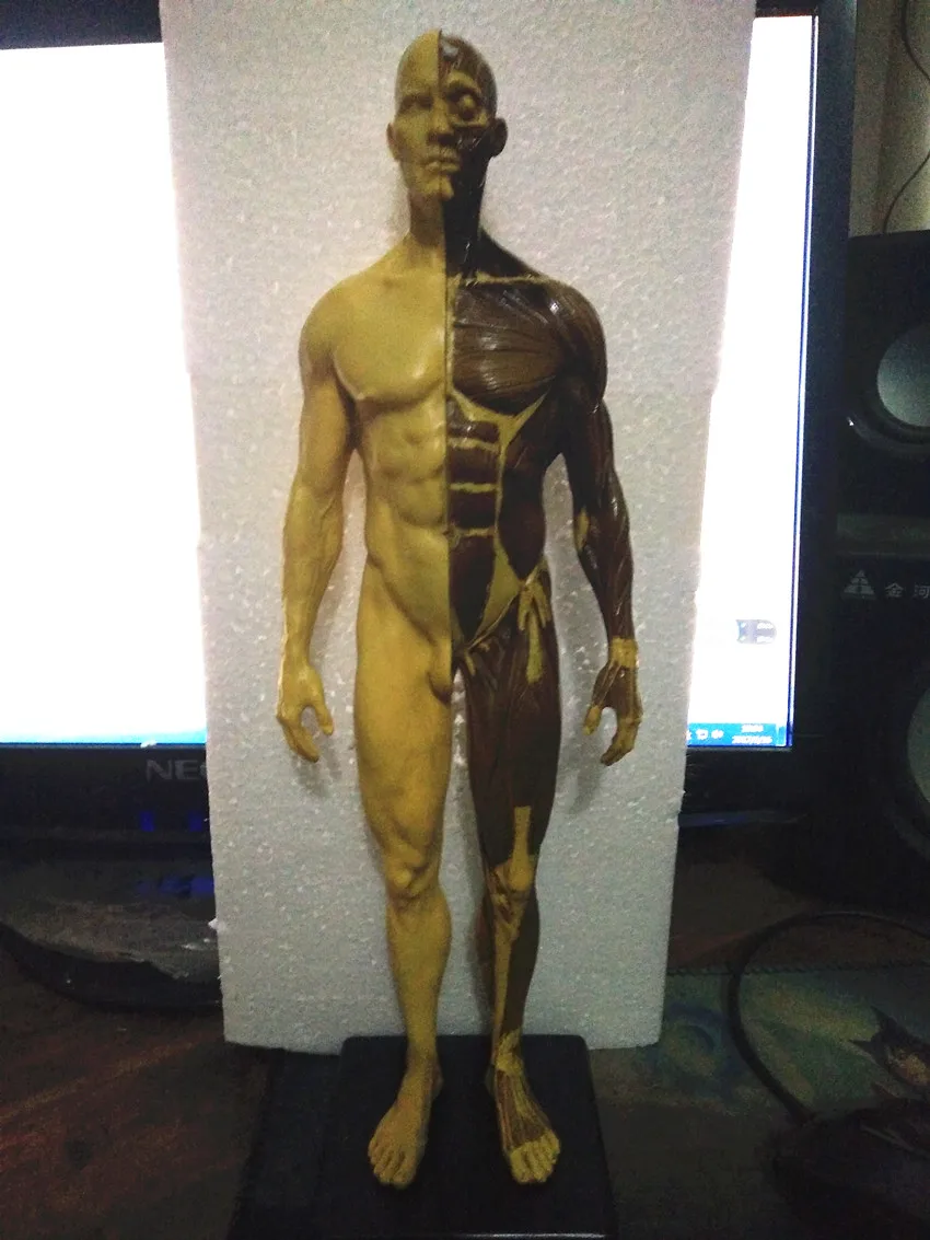 30 см человеческий каучук череп анатомическая модель скелета для зубных протезов