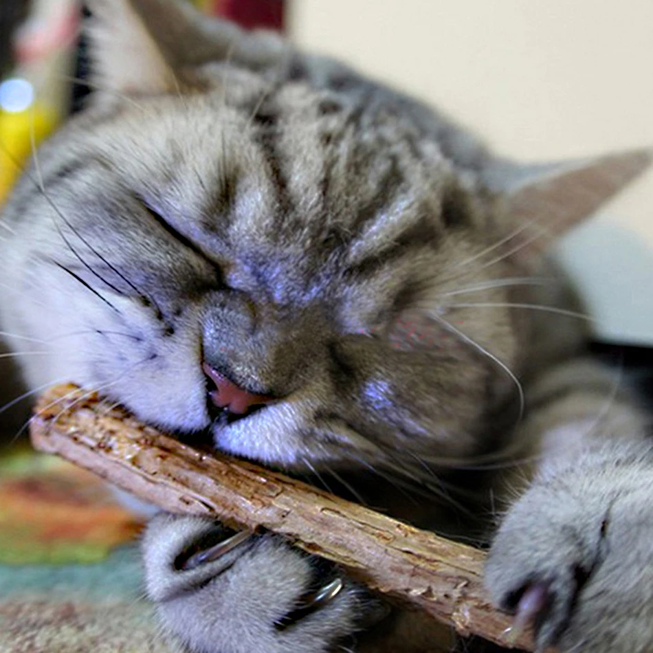 Очищающие зубы для кошек 10 г чистый натуральный полигама кошачья мята зубная