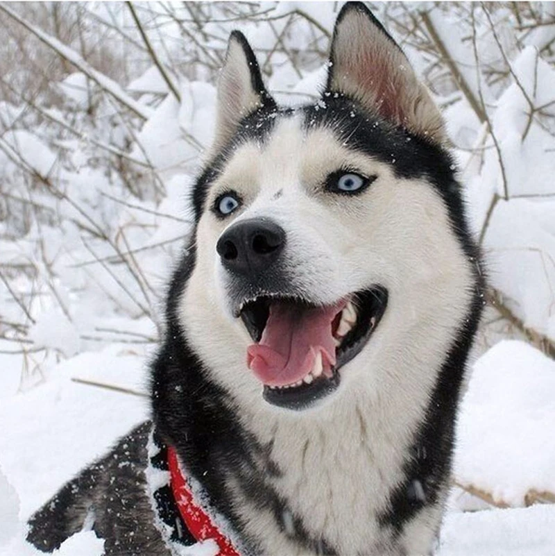 где делают лайки. нужны лайки. хаски и кот. где делают лайки. хаски скалится.