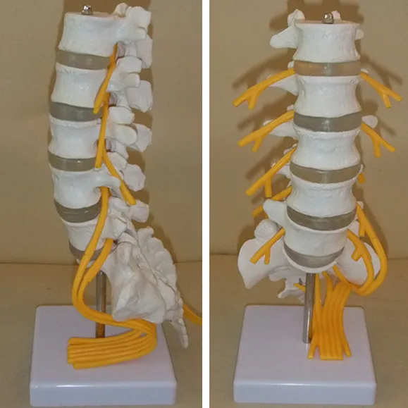 ПЯТЬ РАЗДЕЛ поясничная модель позвоночника с хвостовой equina нерва поясничного