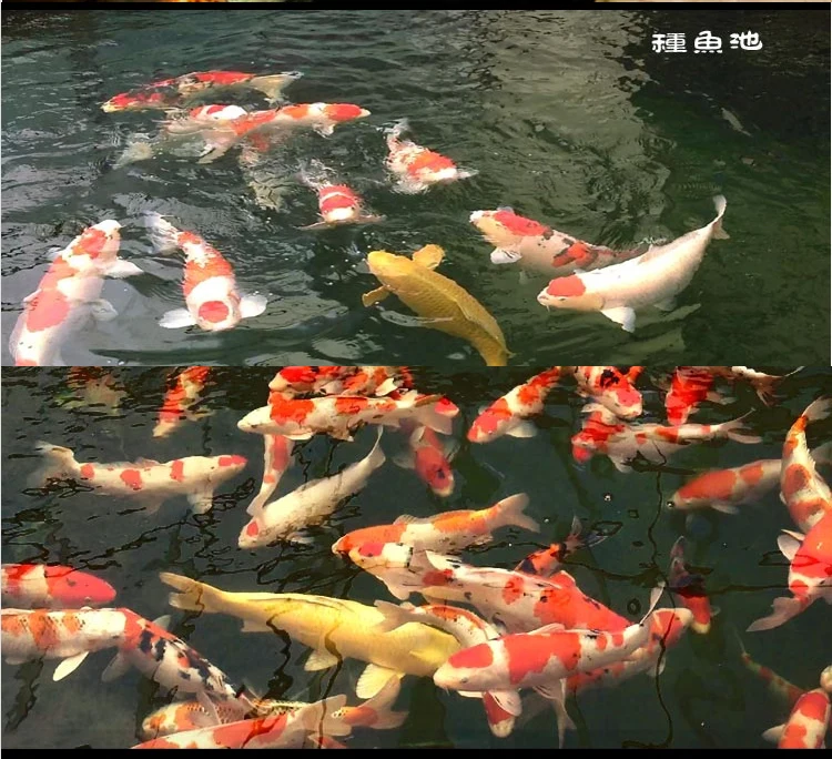 KOIKING koi кормовая формула роста карпа и усилитель цвета Спирулина плавающая еда koi мелкие частицы 2,5 мм еда koi