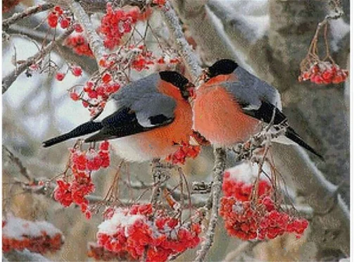 

Full diamond embroidery Circular diy diamond drawing animal bird diamond painting cross stitch crystal diamond